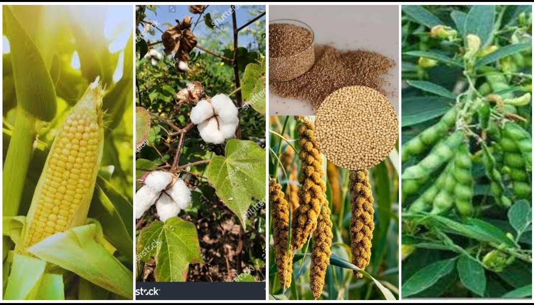 दलहन, तिलहन, मक्का, कोदो, कुटकी, रागी एवं कपास की फसल लेने वालों को भी मिलेगा कृषक उन्नति योजना का लाभ…. दलहन, तिलहन, मक्का, कोदो, कुटकी, रागी एवं कपास की फसल लेने वालों को भी मिलेगा कृषक उन्नति योजना का लाभ….