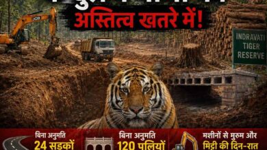 इंद्रावती टायगर रिज़र्व में वन अफसरों का जंगल राज