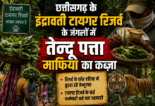 इंद्रावती टायगर रिजर्व के जंगलों में चल रहा तेन्दूपत्ते का बड़ा कारोबार