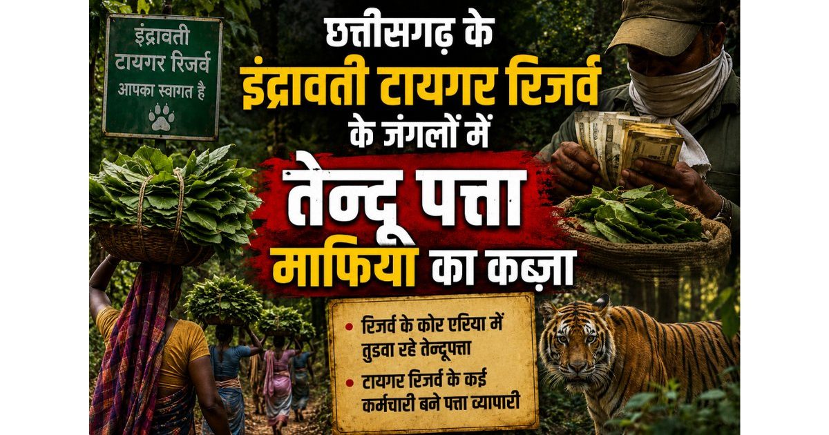 इंद्रावती टायगर रिजर्व के जंगलों में चल रहा तेन्दूपत्ते का बड़ा कारोबार