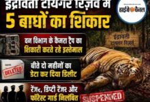 टायगर विहीन हुआ इंद्रावती टायगर रिज़र्व , दो महीनों में पांच बाघों का क़त्ल, ट्रैप कैमरों से दो महीनों का डेटा गायब