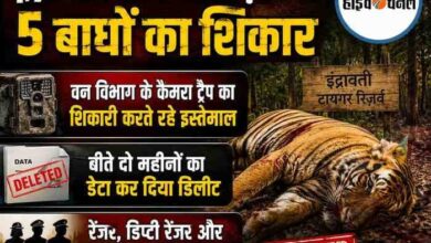 टायगर विहीन हुआ इंद्रावती टायगर रिज़र्व , दो महीनों में पांच बाघों का क़त्ल, ट्रैप कैमरों से दो महीनों का डेटा गायब टायगर विहीन हुआ इंद्रावती टायगर रिज़र्व , दो महीनों में पांच बाघों का क़त्ल, ट्रैप कैमरों से दो महीनों का डेटा गायब